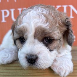 Charlotte - Liver and white female Shihpoo puppy in Gay, Georgia from That’s My Puppy