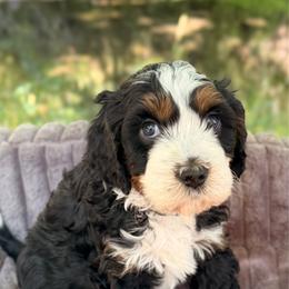 Miles - Tri-color male Bernedoodle puppy in Sandy, Oregon from MC Doodles