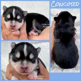 Concord - Black and white male Pomsky puppy in Sheffield, Iowa from Clover Ridge Pomskies