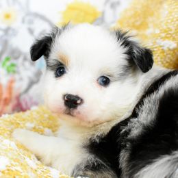Miniature Australian Shepherd and Toy Australian Shepherd Puppies from Magnolia Hills Farm