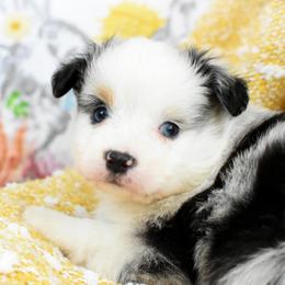 Miniature Australian Shepherd and Toy Australian Shepherd Puppies from Magnolia Hills Farm