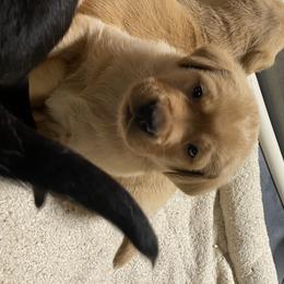 Girl 3 - Labrador Retriever puppy in Menomonee Falls, Wisconsin from Steppinstone Dog Training and Labradors/BC’s
