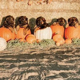 French Bulldog and German Shepherd Puppies from Iron Rim