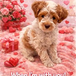 Hope - Caramel female Australian Labradoodle puppy in Denton, Texas from Liberty Hill Labradoodles