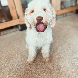 Lloyd - Australian Labradoodle