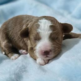 Oliver - Red male Cavapoo puppy in Caldwell, Idaho from Terrace Cav's