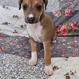 Black mask red - Red male Italian Greyhound puppy in Phillips, Maine from Maplewood Italian Greyhounds