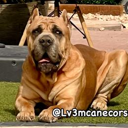 Susan - Black female Cane Corso puppy in Las Vegas, Nevada from LV3M Cane Corso