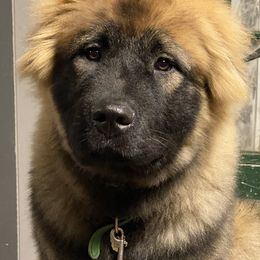 Caucasian Shepherd Dog Puppies from Sila V Krovi