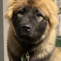 Caucasian Shepherd Dog Puppies from Sila V Krovi
