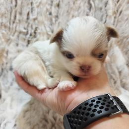 Lilac Spotted on white - Chocolate blue male Chihuahua puppy in Richmond, Virginia from Breens