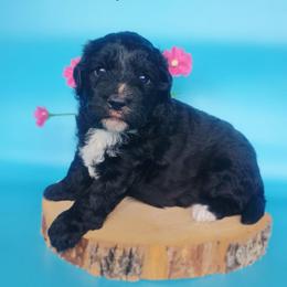 Wilma - Black and white female Aussiedoodle puppy in Lake Bronson, Minnesota from Jupiter Doodles