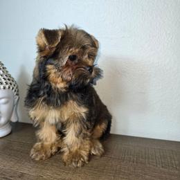 Chulo - Black and gold male Yorkshire Terrier puppy in Hialeah, Florida from Jolie glz