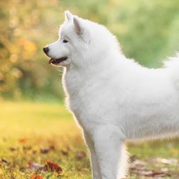 Samoyeds from Painted Hills Samoyeds