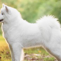 Samoyeds from Painted Hills Samoyeds