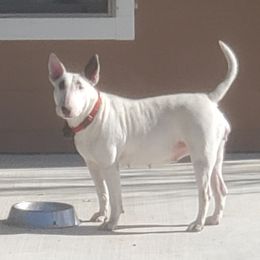 Roxanne - Bull Terrier
