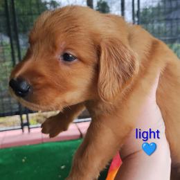 Light Blue - Dark golden male Golden Retriever puppy in Davisboro, Georgia from Ginger Snap Golden Retrievers