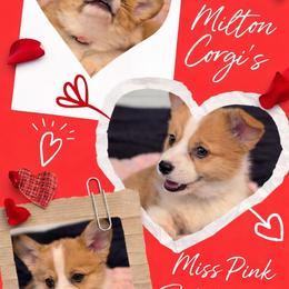Girl 2 Miss Pink - White and red female Pembroke Welsh Corgi puppy in Milton, Florida from Milton Corgis