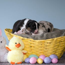 Australian Shepherd Puppies from Everly Australian Shepherds