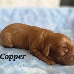 Copper - Red  male Poodle puppy in Rutherford County, North Carolina from Simply Grace Farms