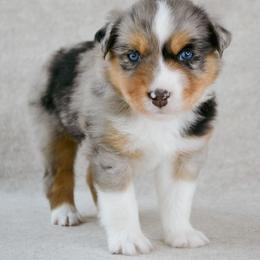 Wrangler - Blue merle male Australian Shepherd puppy in Aberdeen, North Carolina from Huckleberry Hill Aussies LLC.