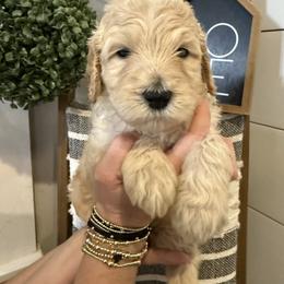 Romeo - Parti male Goldendoodle puppy in Social Circle, Georgia from Poppiedoodle Farms