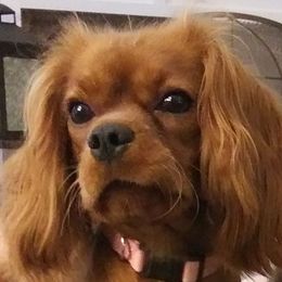 Eva - Cavalier King Charles Spaniel