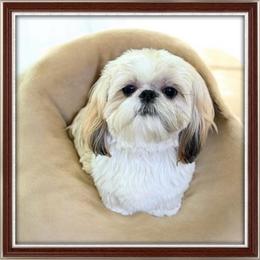 Cashew - Shih Tzu