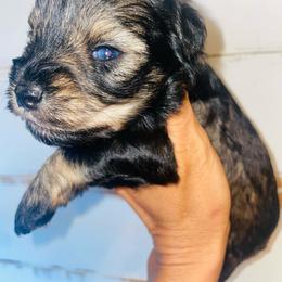 Girl 1 - Salt and pepper female Miniature Schnauzer puppy in Malvern, Arkansas from Deep South Miniature Schnauzers