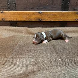 Chili - Piebald male Dachshund puppy in Clifton, Idaho from Diamondline Doberman