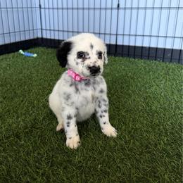 Flicker - long coat - White and black female Dalmatian puppy in Sedalia, Missouri from Missouri Dalmatians