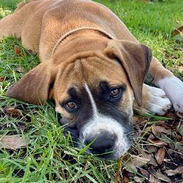 Ax Red Collar - Irish marked male Boerboel puppy in Florida from CLAD Guard Boerboels