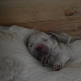 Golden Retriever Puppies from Olympus Golden Retrievers