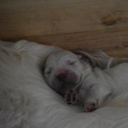 Golden Retriever Puppies from Olympus Golden Retrievers