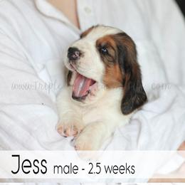 Jess - Black white and brown male Basset Hound puppy in Jefferson City, Missouri from Triple Hill Farm