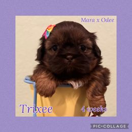 Trixee - Liver female Shih Tzu puppy in Beatrice, Nebraska from I Shih Tzu Not Puppies