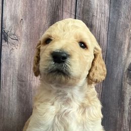 BANJO - Cream Poodle puppy in Thornton, Colorado from Shandy Poodle