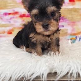 Bowie - Black and tan male Yorkshire Terrier puppy in Monticello, Iowa from Ashley’s Puppies