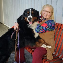 Winnie - Bernese Mountain Dog