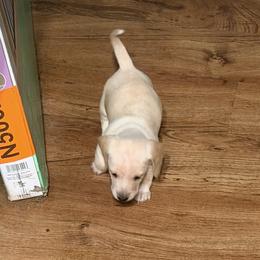 Dachshund Puppies from Witchy Woman’s Wiener’s