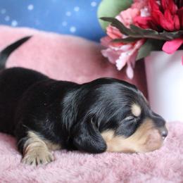 Jo - Black and cream female Dachshund puppy in Pace, Florida from Shoebox Doxie’s