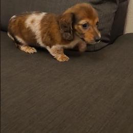 Ollie - Piebald female Dachshund puppy in Visalia, California from DachGraston Dachshunds