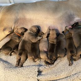 Blue - Boerboel puppy in Chico, California from Rivers Edge Boerboels