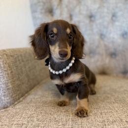 Mabel - Dachshund
