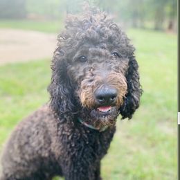 Goldendoodles, Labradoodles, and Poodles from Nacadoodles