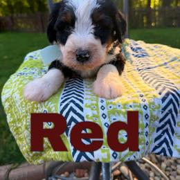 Red - Tri-color male Bernedoodle puppy in Sherman, Illinois from Shirl Doodle Life