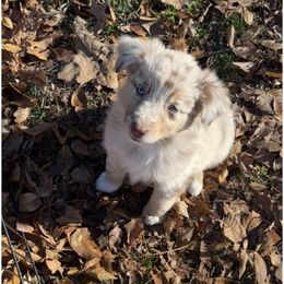 Red Merle Girl - Red merle female Australian Shepherd puppy in Prairie Grove, Arkansas from IQ Farms