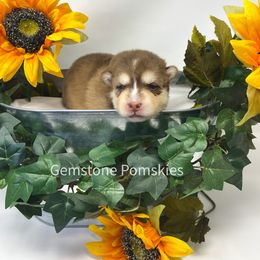 Pomsky Puppies from Gemstone Pomskies