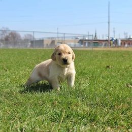 Border Collie and Golden Retriever Puppies from Kreger's K9s