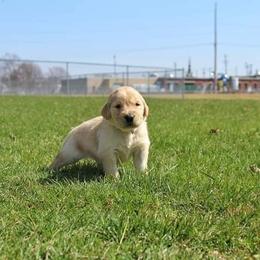 Border Collie and Golden Retriever Puppies from Kreger's K9s
